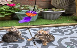 Bengal cats for sale: ✨ Bengal Kittens Looking for Loving Homes ✨ - Image 15