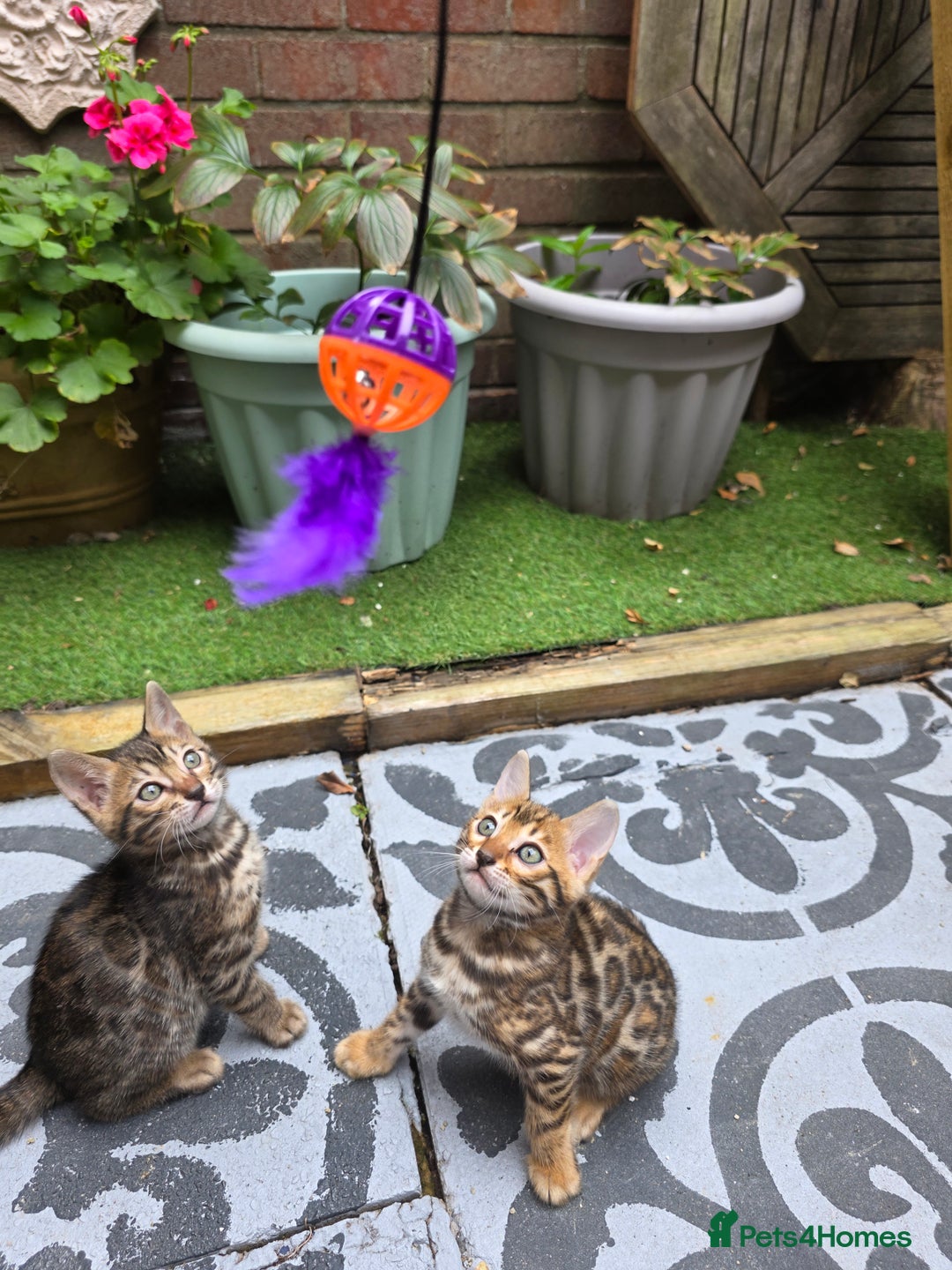 Bengal cats for sale: ✨ Bengal Kittens Looking for Loving Homes ✨ - Image 15