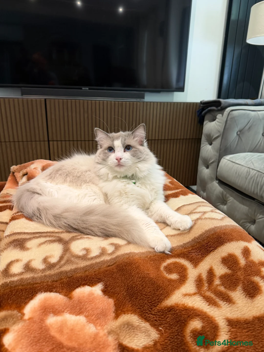 Ragdoll cats for stud: Blue point Bi-Coloured Ragdoll Stud GCCF (Active) - Advert 2