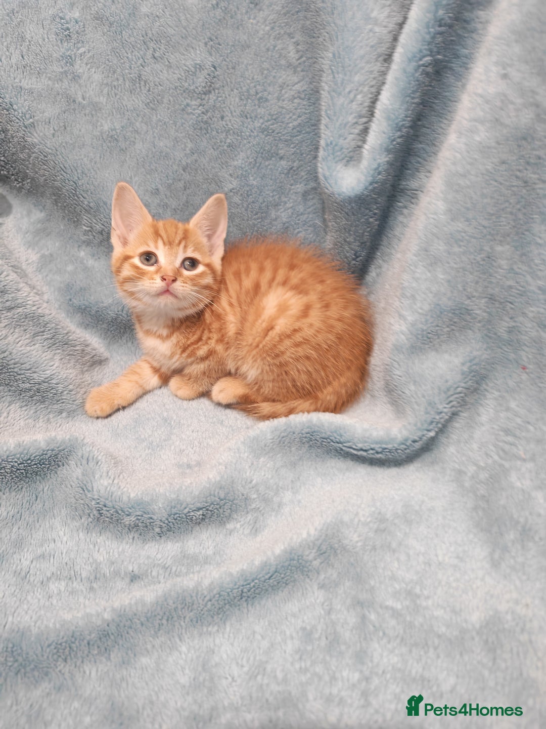 Mixed Breed cats for sale: Beautiful kittens VIDEOS - Advert 9