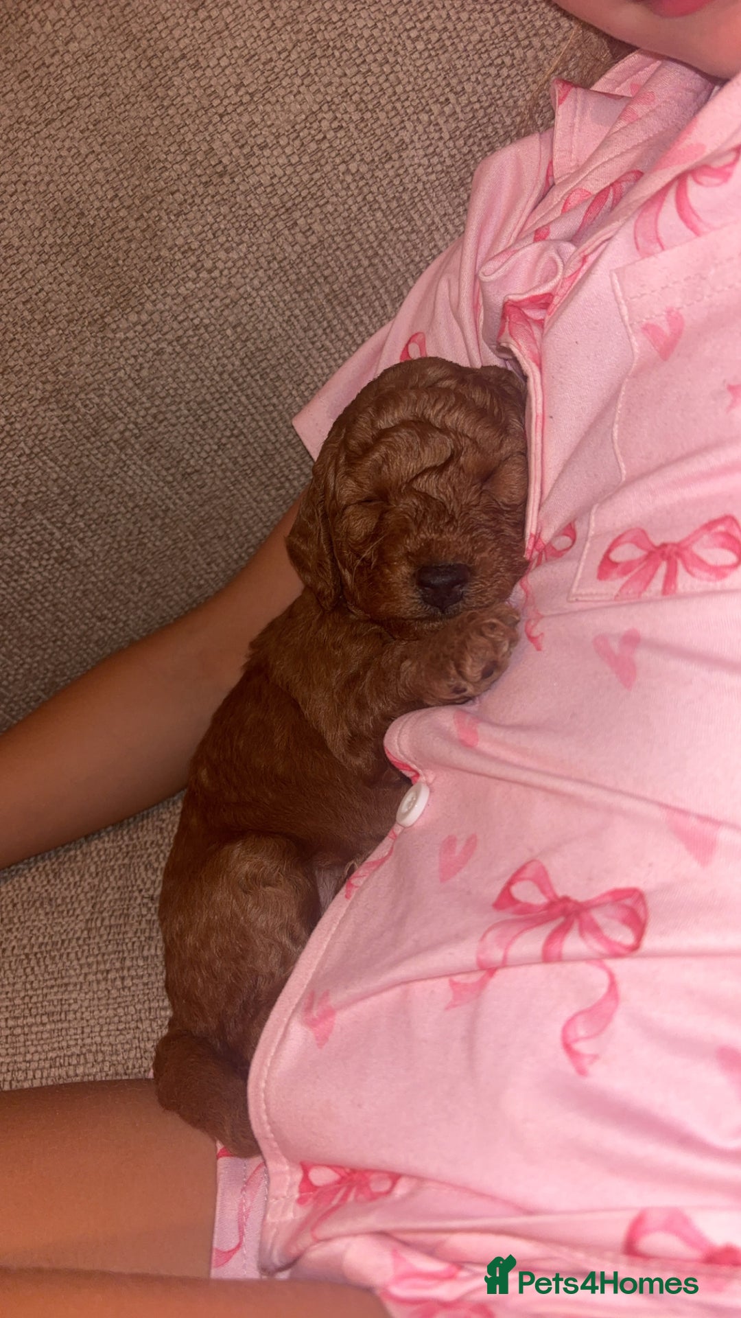 Labradoodle dogs for sale: 🐾AVAILABLE TO VIEW! - Fox Red Labradoodle Pups 🐾 - Image 20
