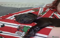 Patterdale Terrier dogs for sale: 1 year old Male Patterdale - Image 12
