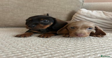 Dachshund dogs - Advert 8