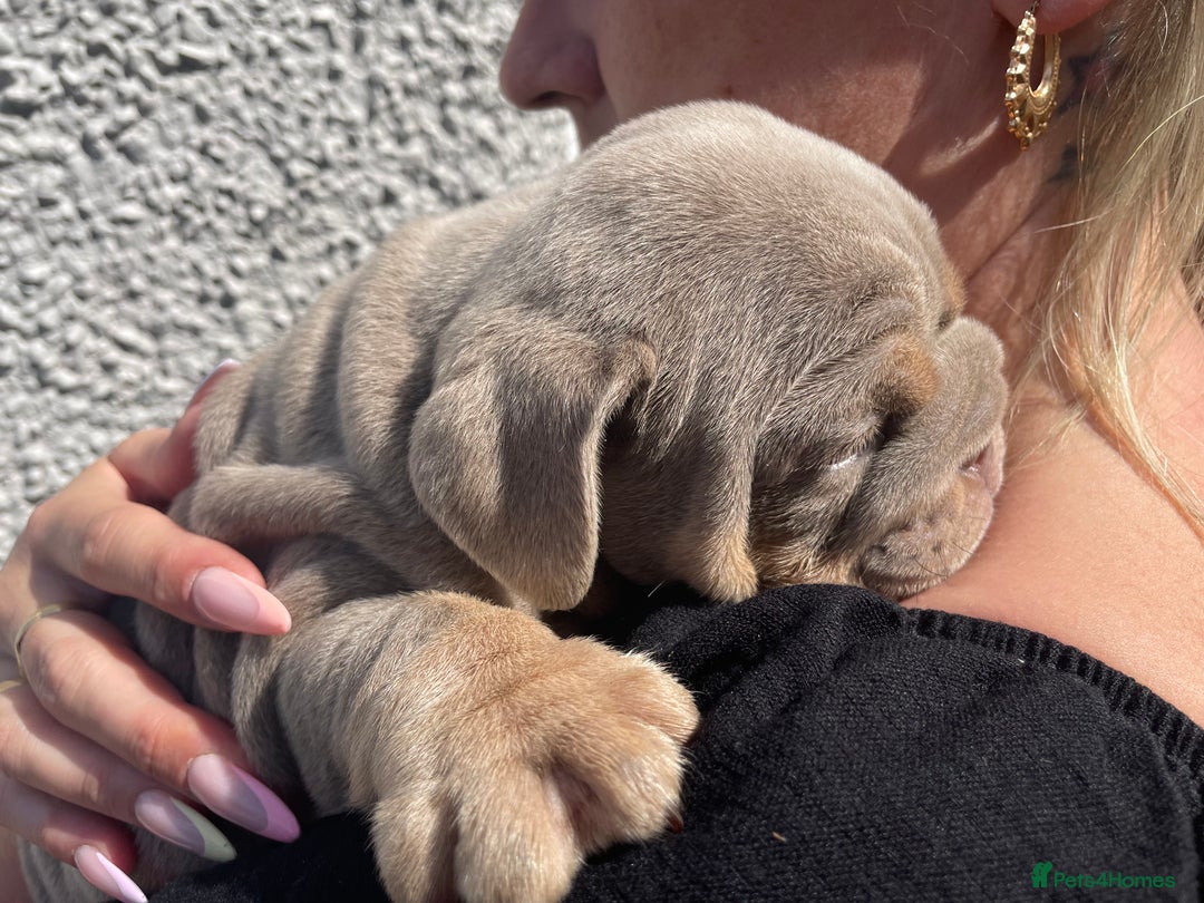 English Bulldog dogs for sale: Quality English bulldogs  - Image 10
