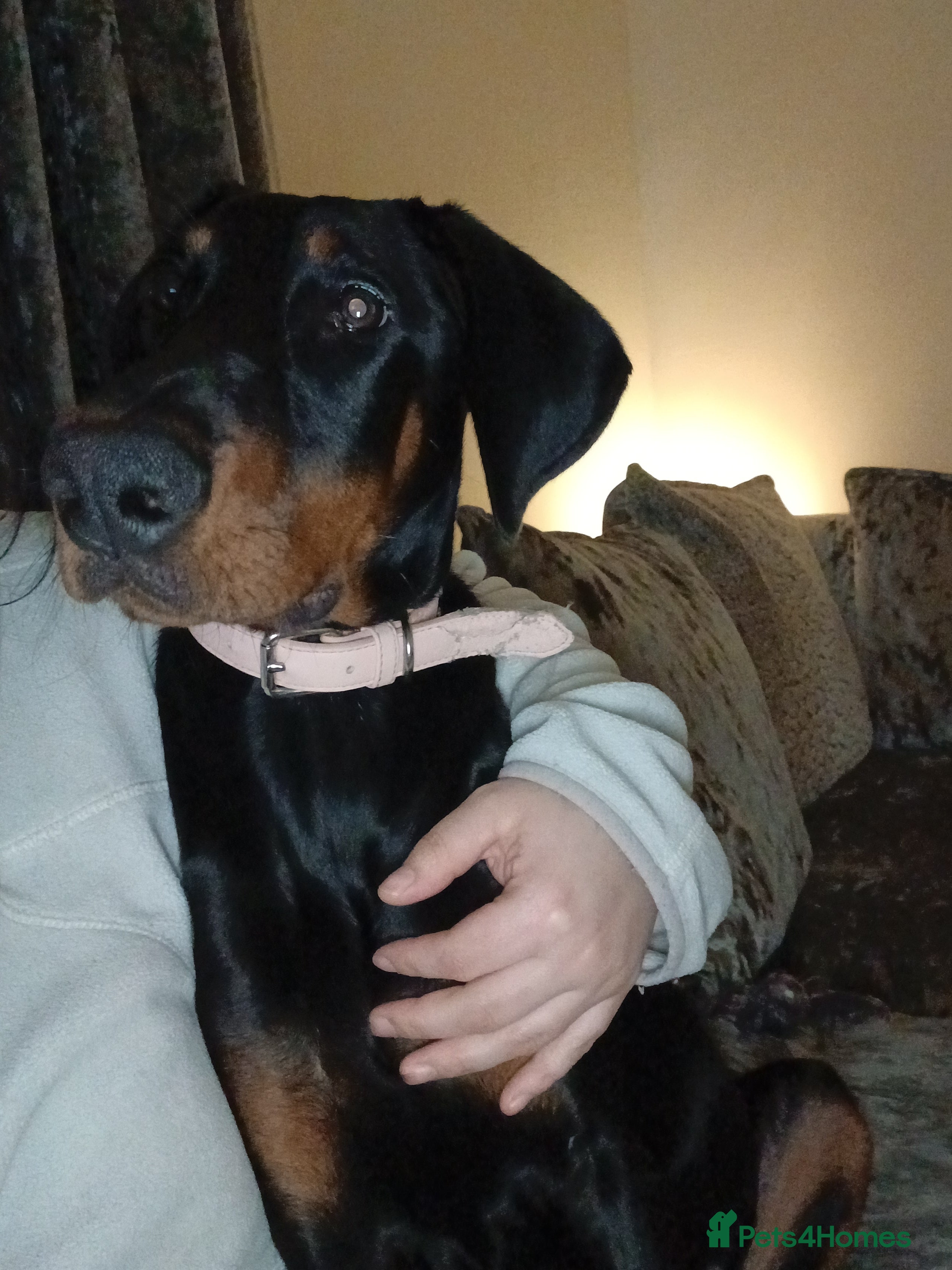 Dobermann dogs Narla  - Advert 1