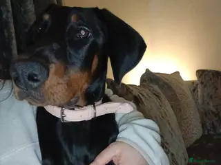 Dobermann dogs Narla - Advert 1