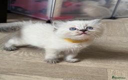 Ragdoll cats for sale: 🐾 Ragdoll kittens - ONE MALE TWO FEMALE LEFT 🐾 - Image 25
