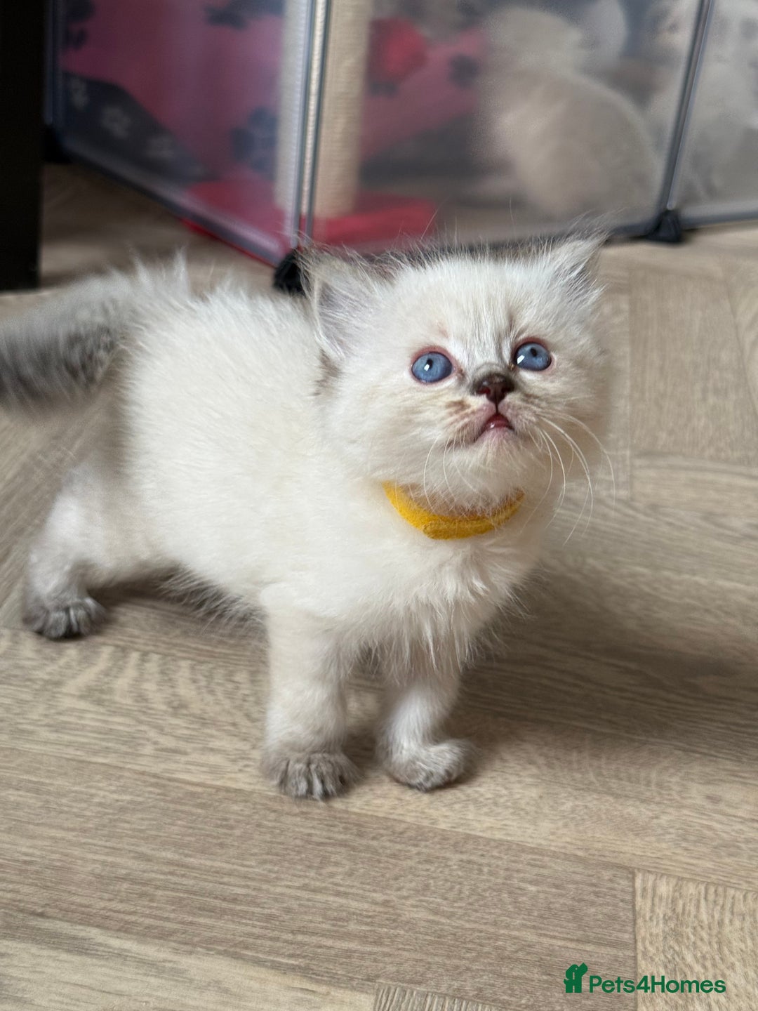 Ragdoll cats for sale: 🐾 Ragdoll kittens - ONE MALE TWO FEMALE LEFT 🐾 - Image 25