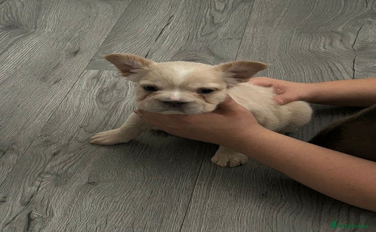 French Bulldog dogs - Advert 2