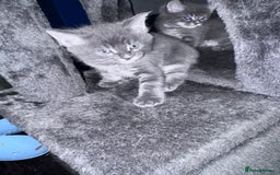 Maine Coon cats for sale: READY NOW Maine coon kittens  - Image 24