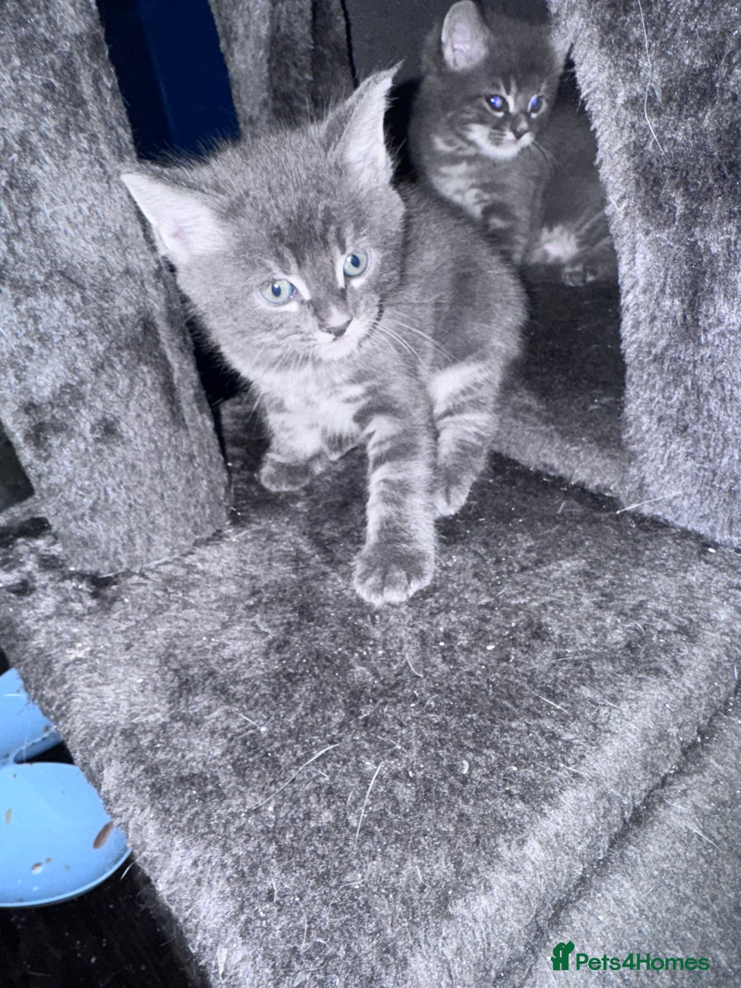 Maine Coon cats for sale: READY NOW Maine coon kittens  - Image 24