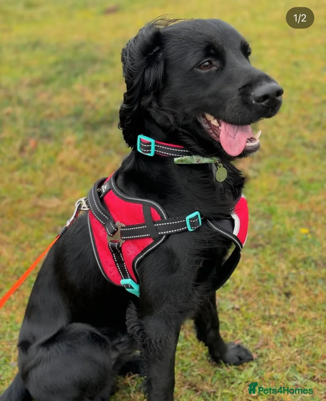 Sprocker dogs for sale: Male 2 year old sprocker  - Advert 2