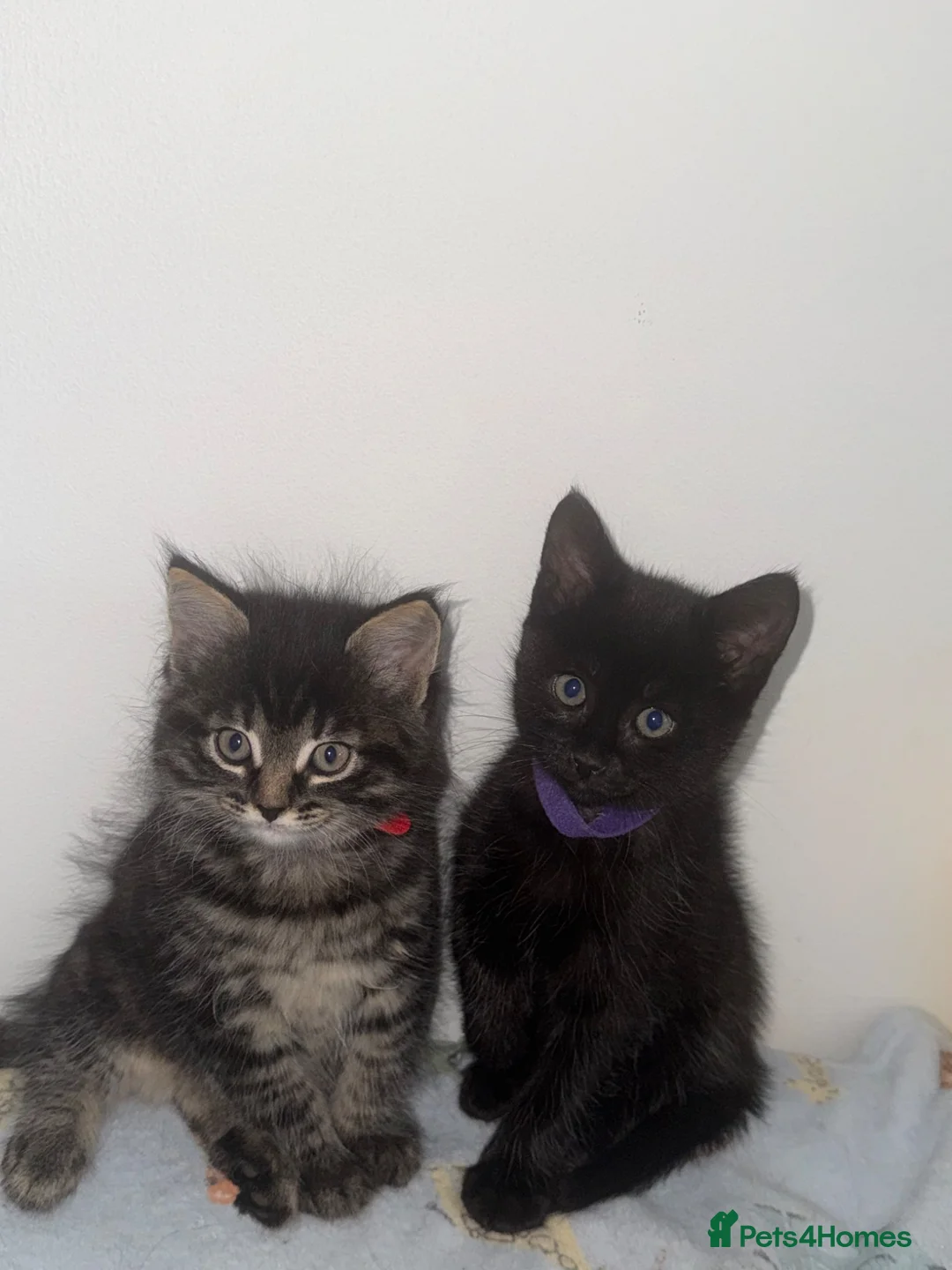 Domestic Shorthair cats for sale: Kittens  - Advert 1