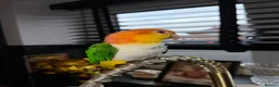Parrots birds for sale: Caique yellow thighed - Advert 4