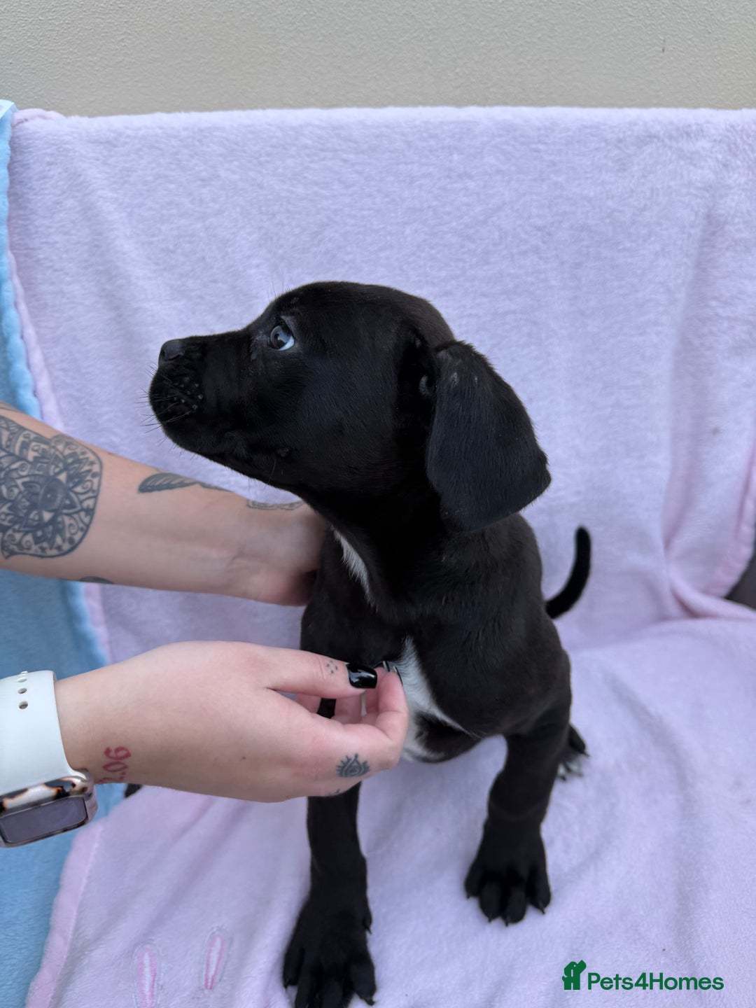 Cane Corso dogs for sale: 5 Gorgeous Black Cane Corsos ready to go🤍 - Advert 10