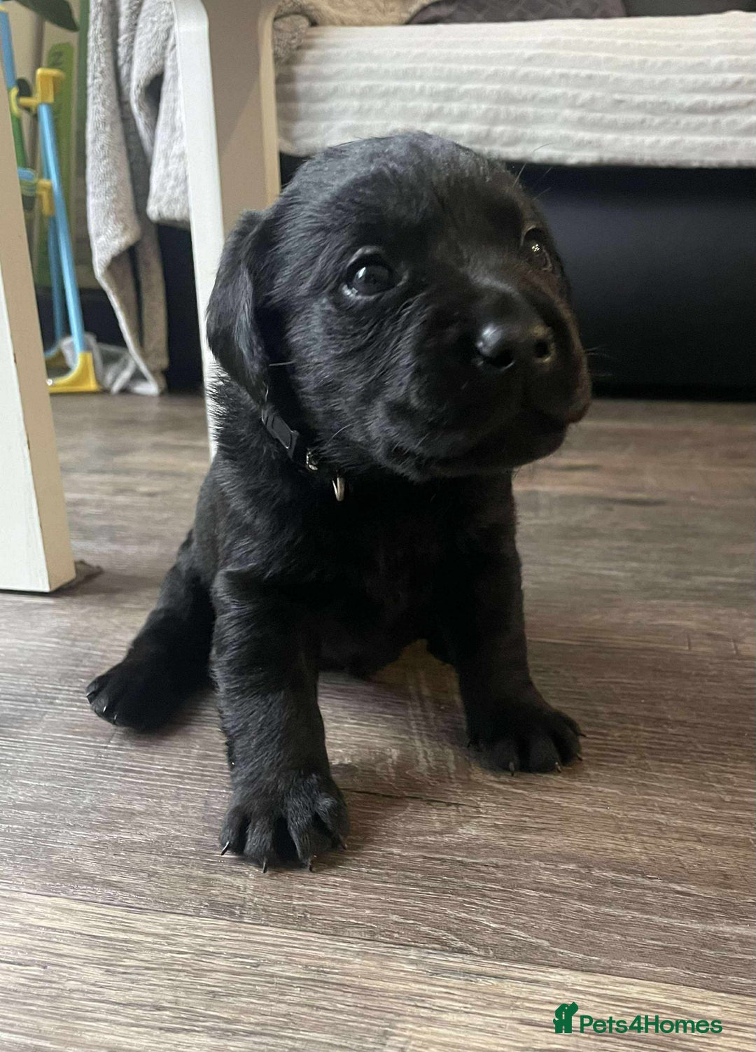 Labrador Retriever dogs for sale: Healthy Labrador Puppies Looking for Forever Homes - Advert 11