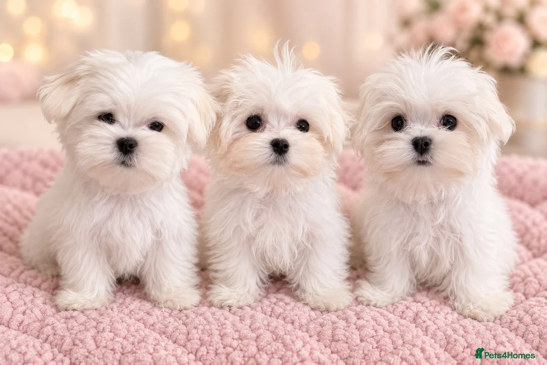 Maltese dogs for sale: Pure Korean Maltese puppies  - Advert 1