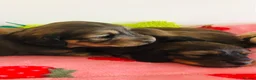 Miniature Dachshund dogs for sale: Miniature Dachshunds Longhaired - Advert 4