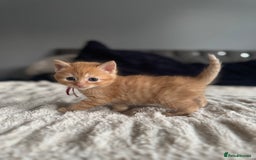 Domestic Shorthair cats for sale: 6 beautiful kittens - Image 20