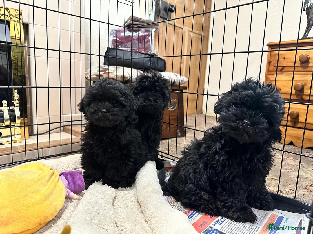 Shihpoo dogs for sale: Gorgeous shihpoos  - Advert 5