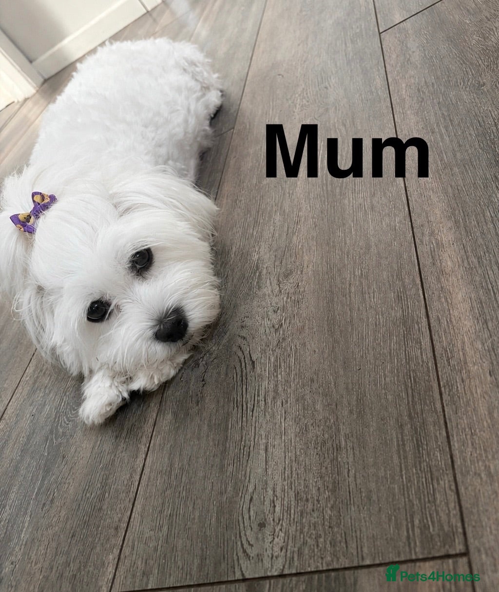 Maltese dogs Maltese puppies - Advert 6