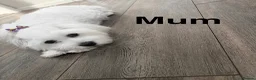 Maltese dogs for sale: Maltese puppies - Advert 4
