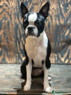 Boston Terrier dogs Boston Terrier required  - Advert 6