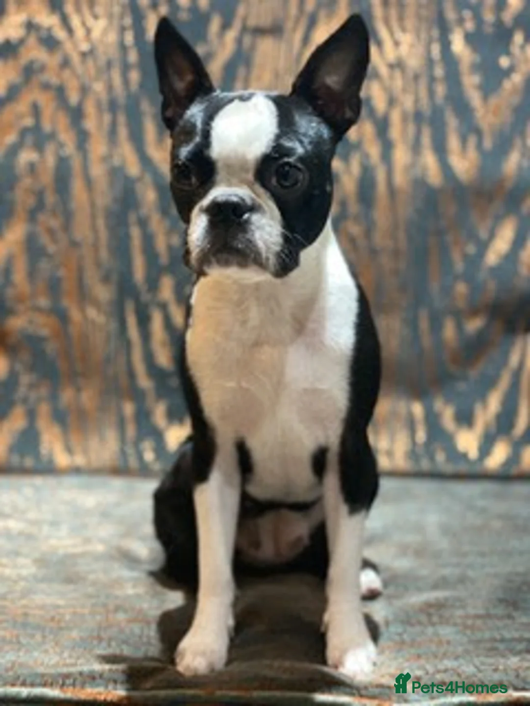 Boston Terrier dogs for stud: Boston Terrier required  - Advert 1