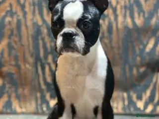 Boston Terrier dogs Boston Terrier required - Advert 6