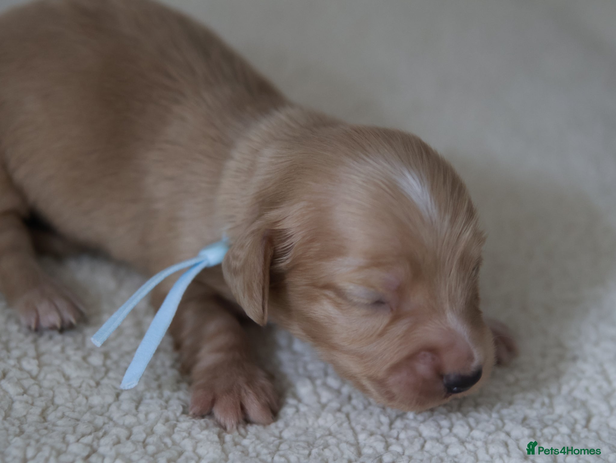 Miniature Dachshund dogs 5*Licensed+Cream+Long Hair+KC+VetChecked+PRAClear - Advert 2