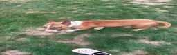 English Bull Terrier dogs for sale: Kc registered Female English bull terrier  - Advert 3