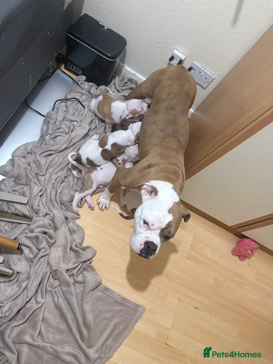 American Bulldog dogs for sale: REHOMING AMERICAN BULLDOG PUP in Walton on the Naze - Advert 2