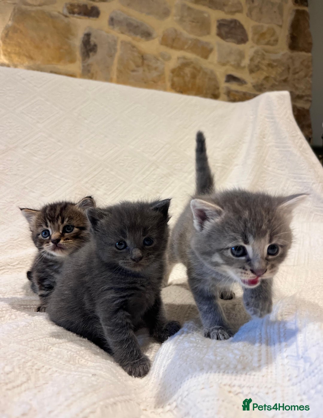 Maine Coon cats for sale: Maine coon x bsh. READY 14th BUT CAN HOLD - Advert 4
