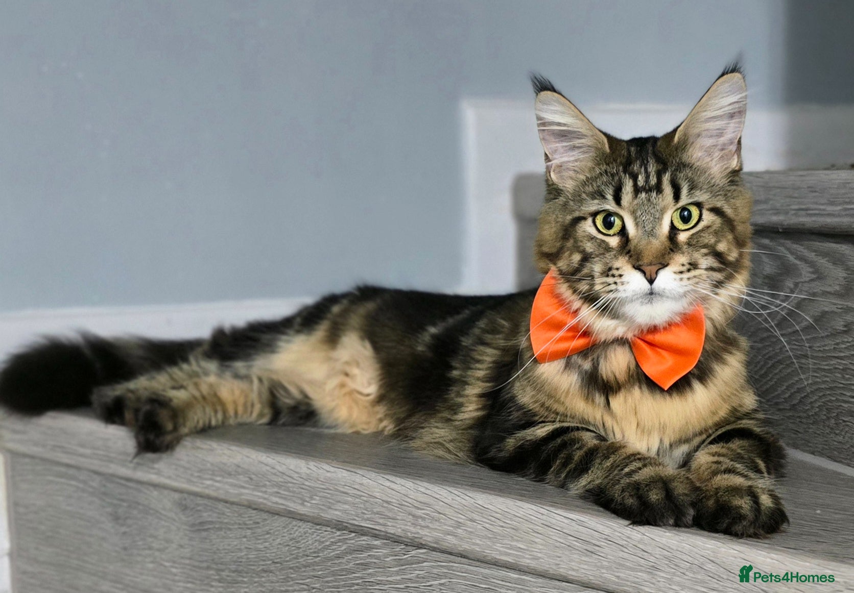 Maine Coon cats Beautiful and sweet Maine coon cat - Advert 1