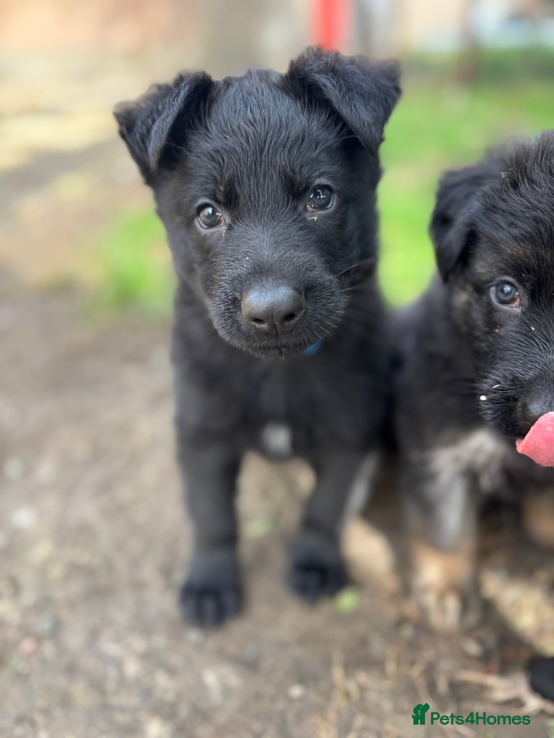 German Shepherd dogs for sale: German shepherd puppies  - Image 16