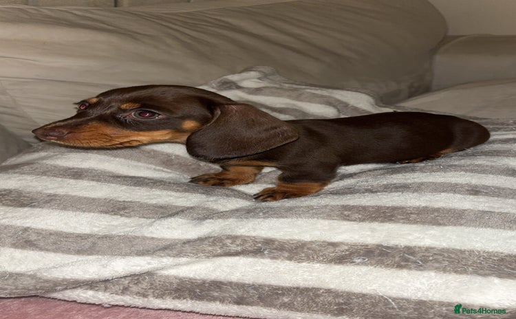 Dachshund dogs - Advert 13