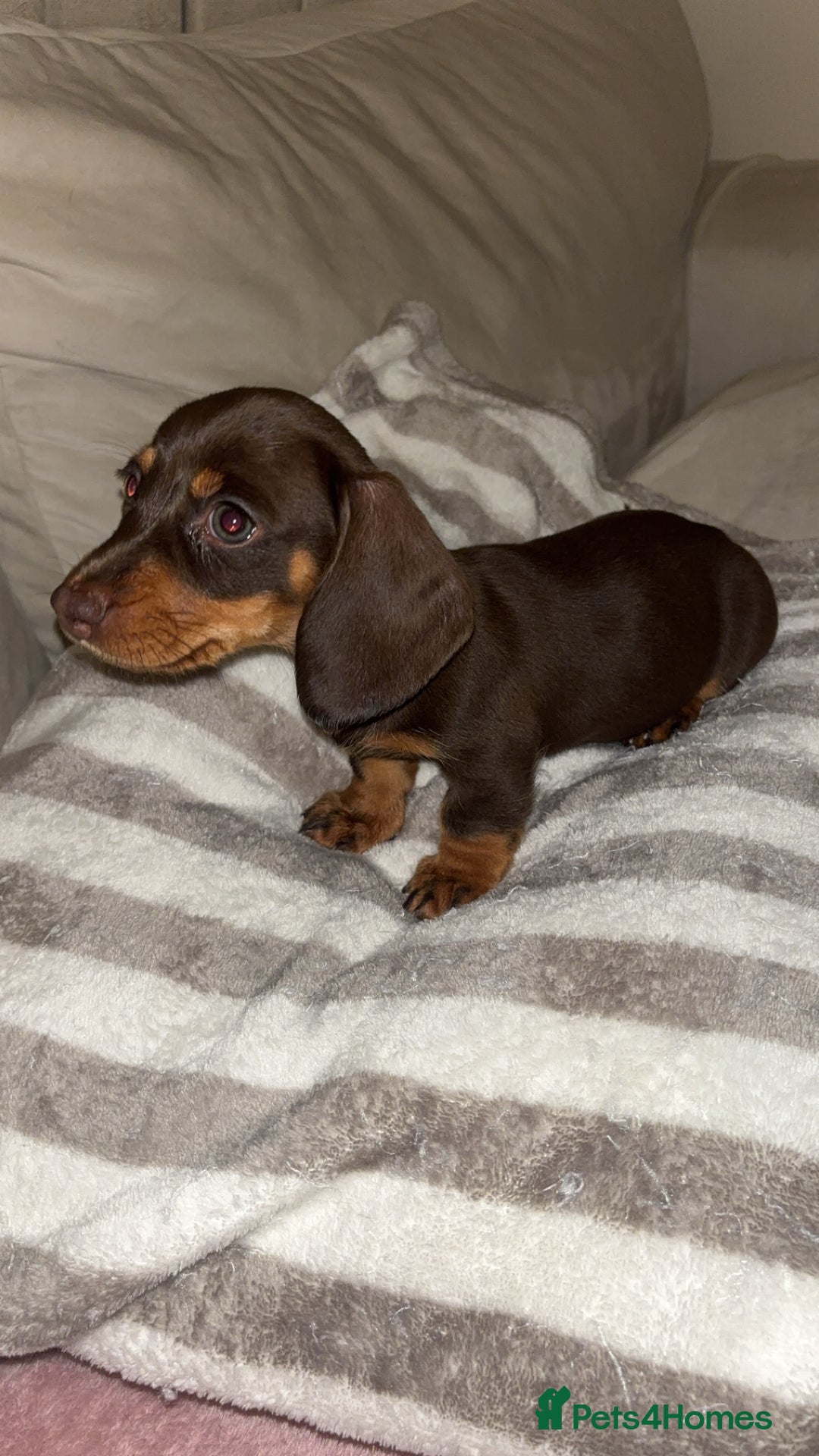 Dachshund dogs for sale: Mini long and smooth hair dachshund puppies  - Image 4