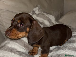 Dachshund dogs - Advert 16