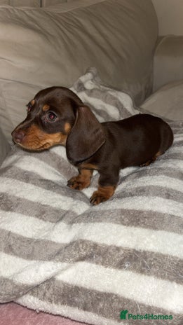 Dachshund dogs - Advert 13