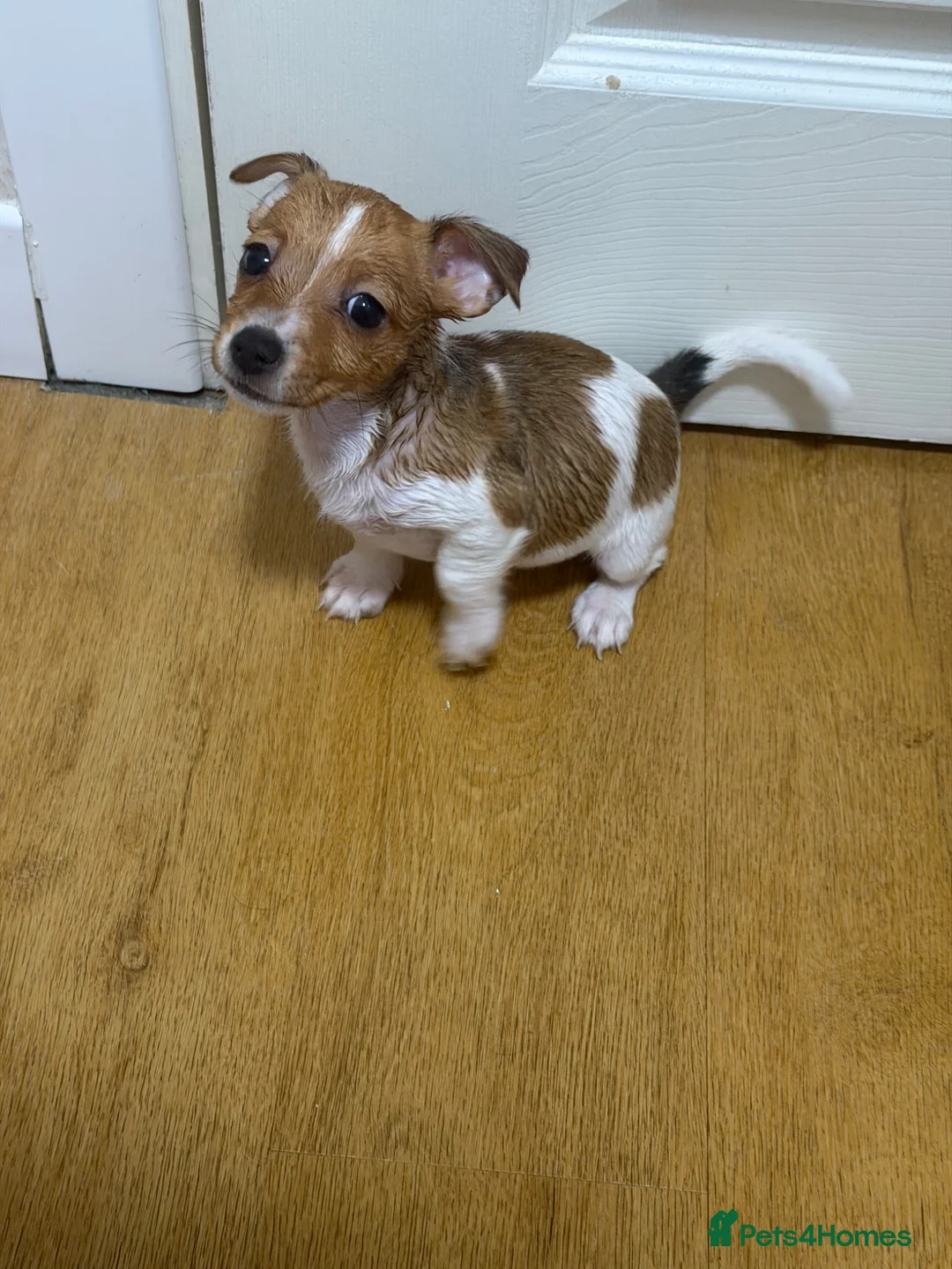 Jack Russell dogs for sale: Jack Russell - Advert 2