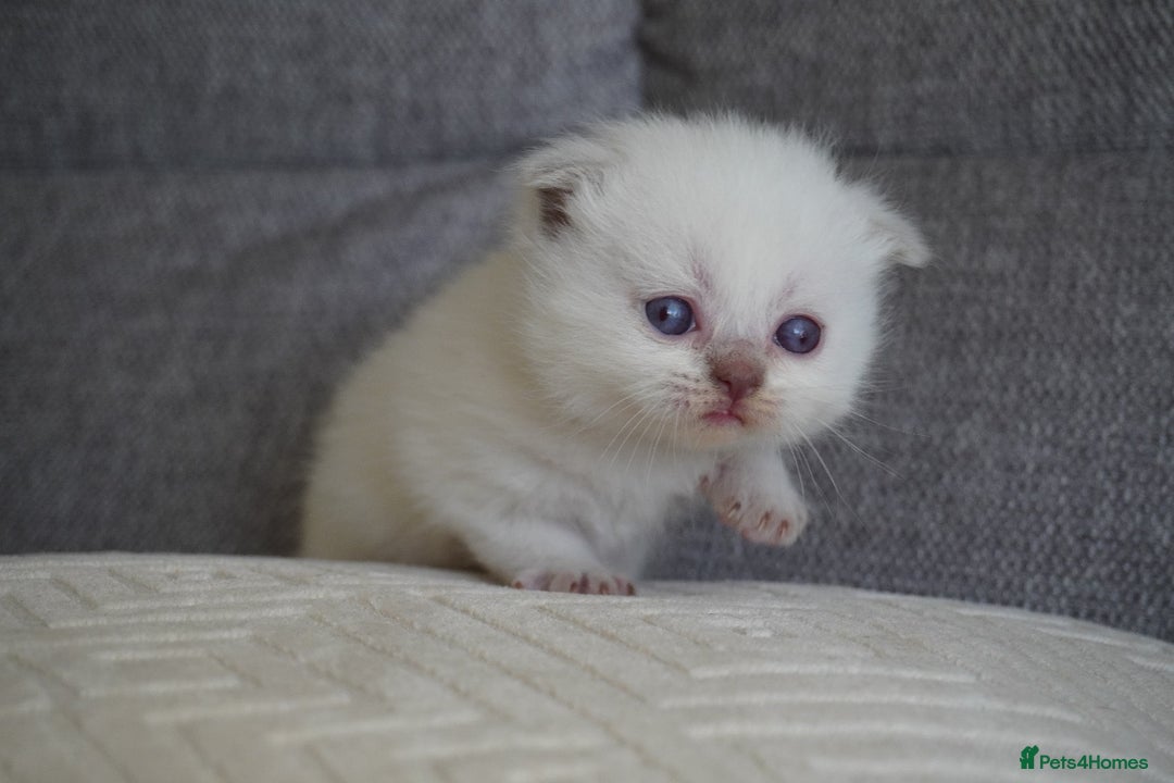 Scottish Fold cats for sale: Scottish Fold kittens  - Image 6