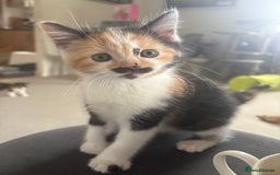 British Longhair cats for sale: Ginger tortoishell and calico male & female kitten - Image 5