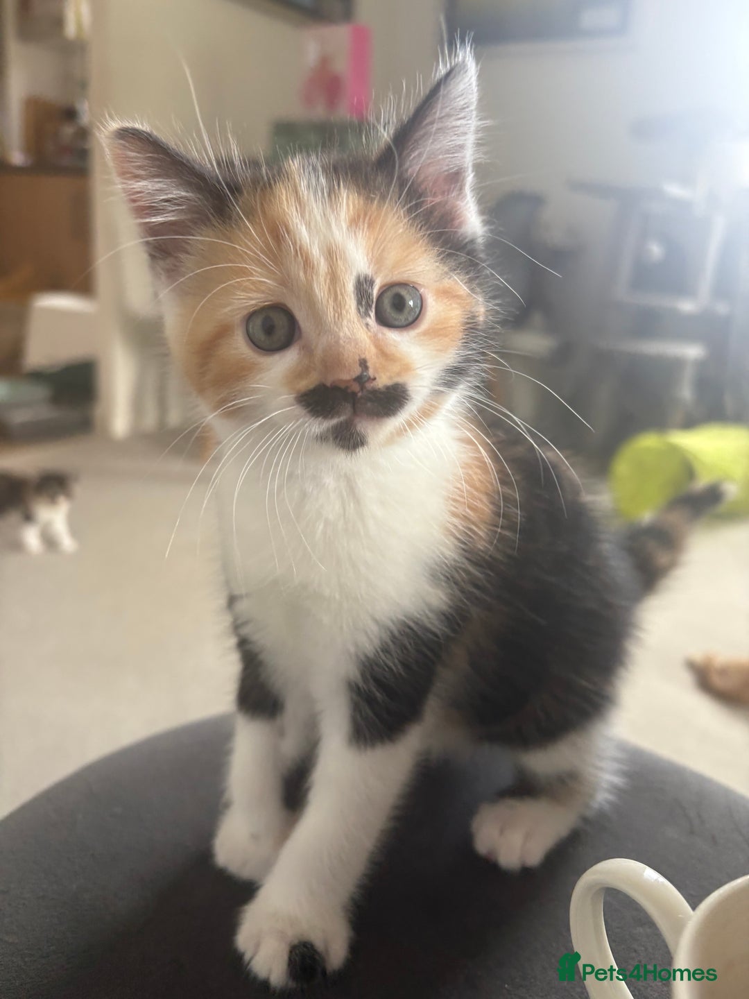 British Longhair cats for sale: Ginger tortoishell and calico male & female kitten - Image 5
