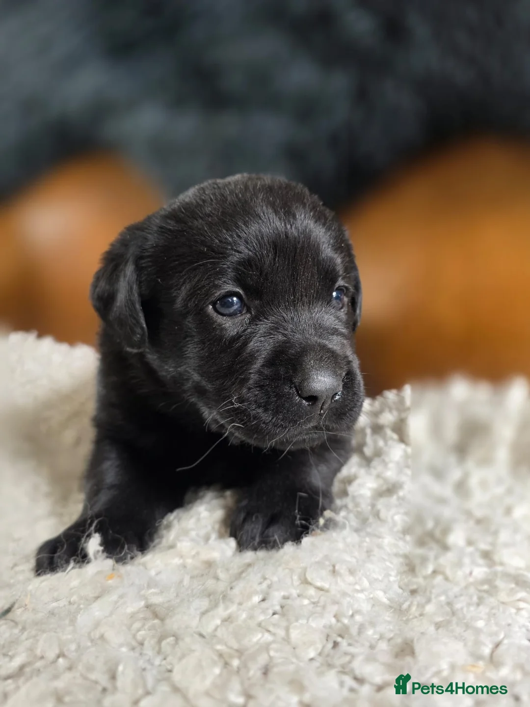Labrador Retriever dogs for sale: High Quality Chunky Black Labrador Puppies - Advert 36