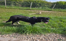 Mixed Breed dogs for sale: Caucasian shepherd/Cane corso  - Image 2