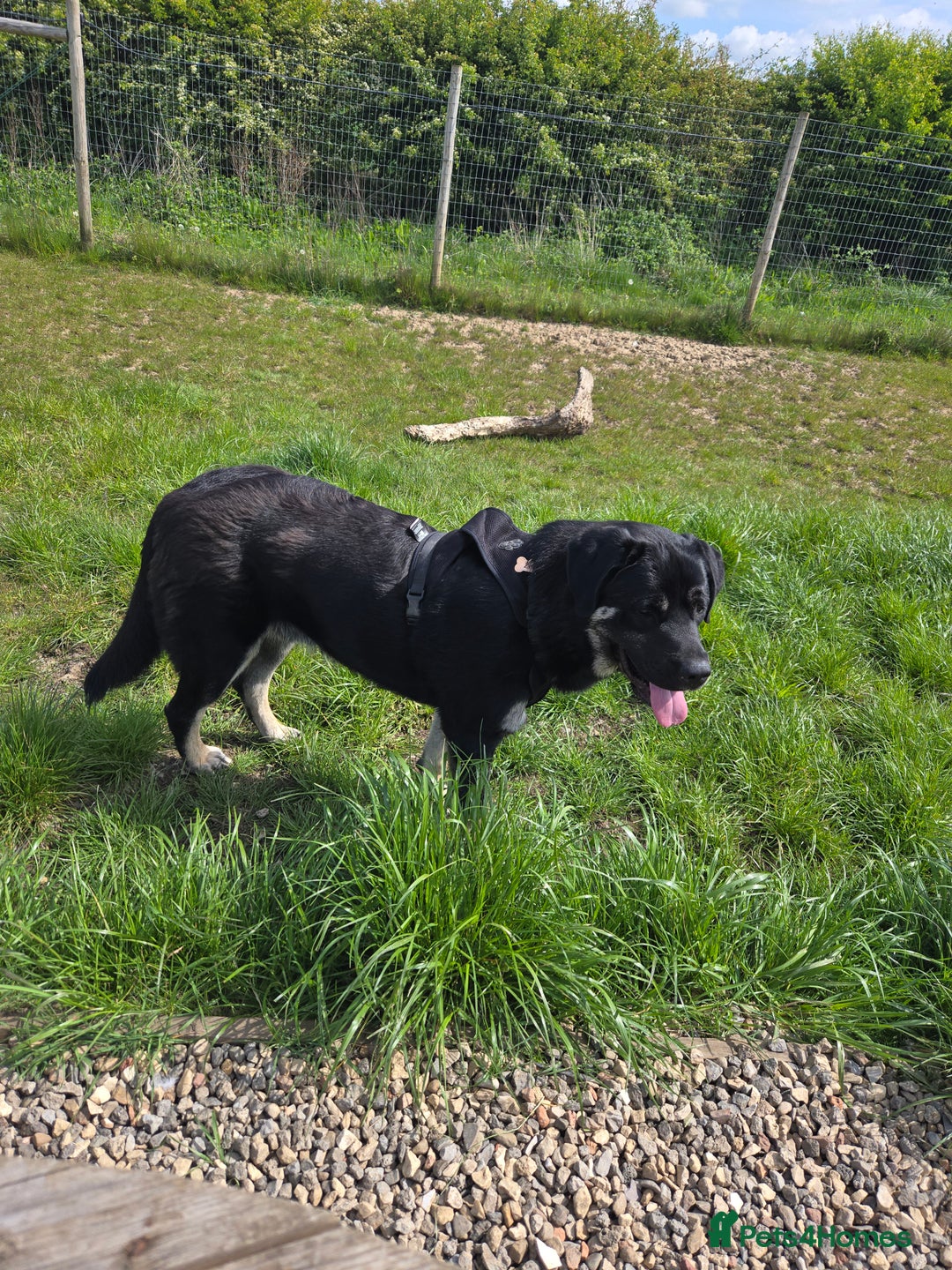 Mixed Breed dogs for sale: Caucasian shepherd/Cane corso  - Image 2