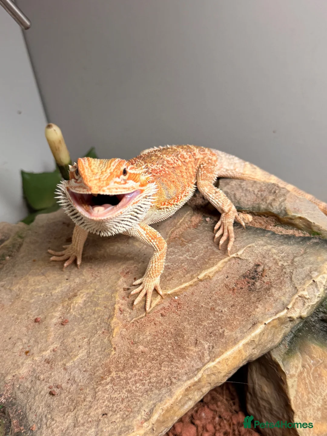 Bearded Dragon reptiles for sale: Baby bearded dragon for sale  in Rowley Regis - Advert 2