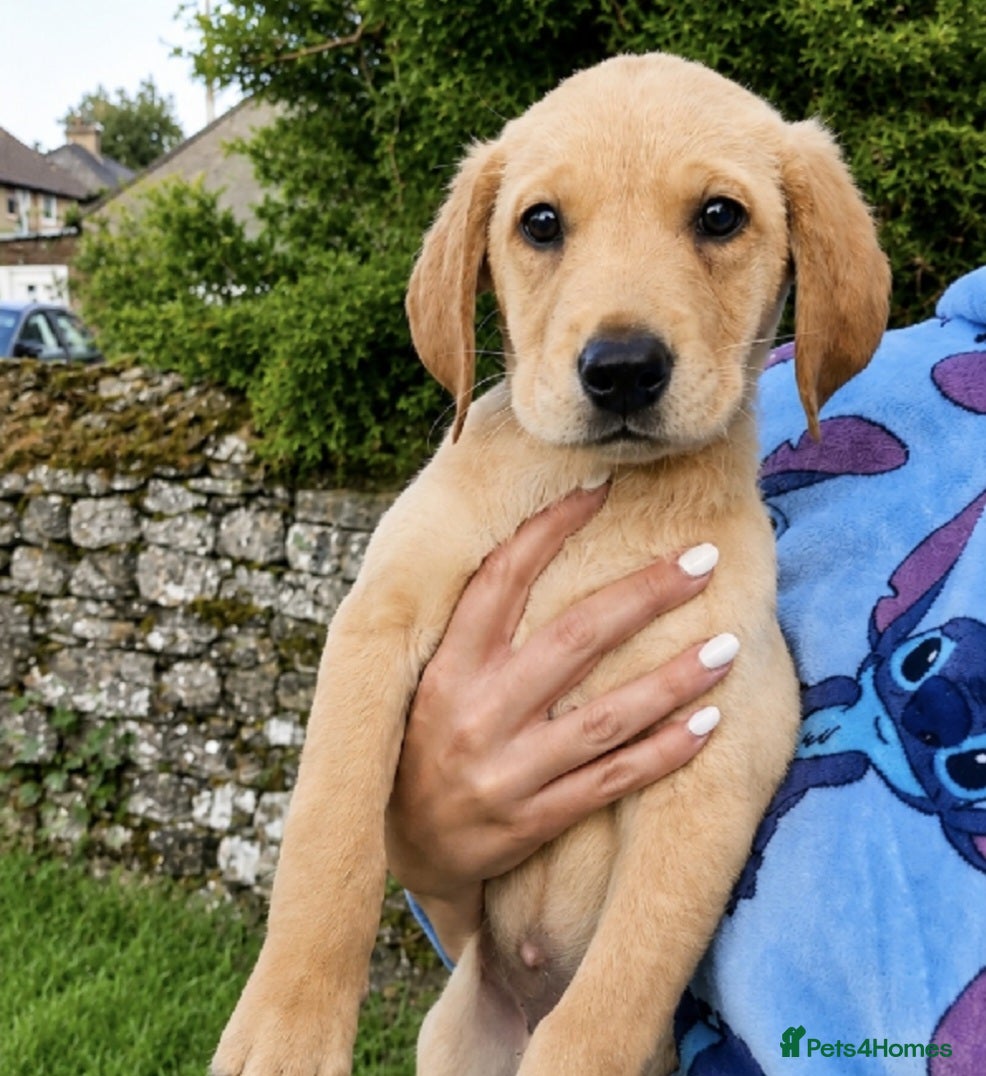 Labrador Retriever dogs *READY TO LEAVE* Beautiful labrador puppies  - Advert 2