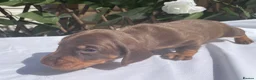 Miniature Dachshund dogs for sale: BEAUTIFUL TINY MINIATURE DASCHUNDS DAPPLE KC  - Advert 30
