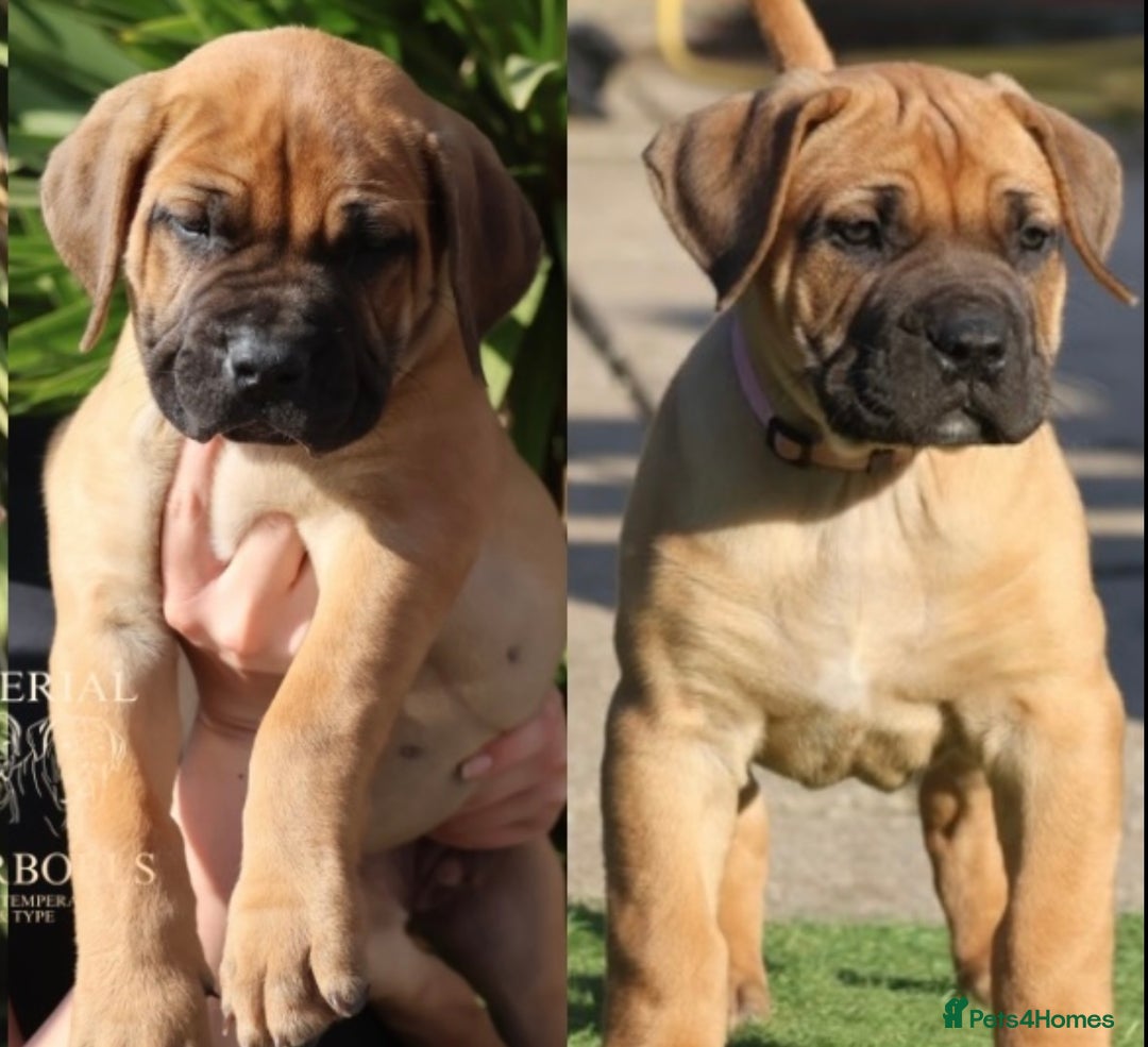Boerboel dogs for sale: Elite Family-raised & trained Boerboel puppy - Image 11